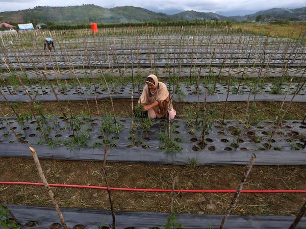 Lahan Bekas Timbunan Lumpur di Aceh Disulap Jadi Sentra Pertanian