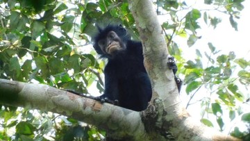 Spesies Monyet Unik Baru Ditemukan, Bibirnya Warna Oranye