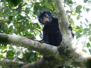 Spesies Monyet Unik Baru Ditemukan, Bibirnya Warna Oranye