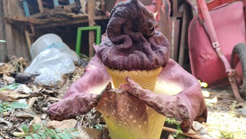 Kenalan dengan Suweg, Tanaman Mirip Bunga Bangkai yang Bisa Dimakan