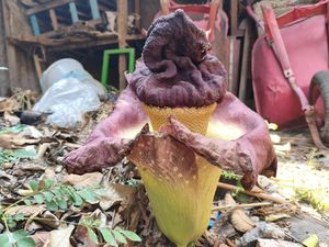 Awal Mula Pohon Suweg Mirip Bunga Bangkai Ditanam hingga Mekar di Bekasi
