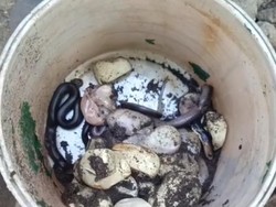 Hii! Indukan Kobra Beserta Puluhan Telur Ditemukan di Bawah Rumah Warga Demak