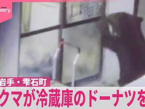 Unik tapi Bikin Waswas! Beruang di Jepang Ketagihan Donat dan Gula