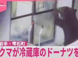 Unik tapi Bikin Waswas! Beruang di Jepang Ketagihan Donat dan Gula