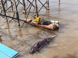 Nasib Tragis Lumba-lumba Laut yang Mati di Sungai Mahakam
