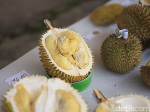 62 Varietas Durian Lokal Bersaing di Festival Durian Luwu Utara