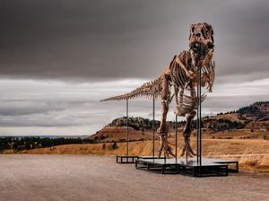 Fosil Gus Si T-rex Terjual Rp 898 M, Jadi Dino Termahal yang Pernah Dijual
