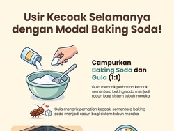 Infografis: Basmi Kecoak Bisa Pakai Baking Soda, Begini Caranya