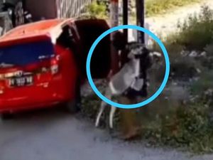 Detik-detik Maling Bermobil Curi Kambing di BTN Green Baliase Sigi