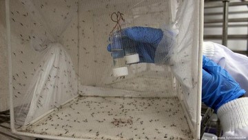 Peneliti Coba Rekayasa Nyamuk Jantan demi Bikin Malaria Musnah