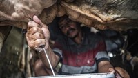 Susu Lokal Kian Didorong, Sektor Peternakan Sapi Perah Mulai Digenjot