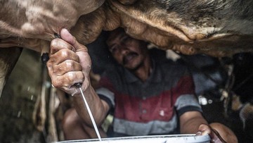 Berita dari Detik Finance: Susu Lokal Kian Didorong, Sektor Peternakan Sapi Perah Mulai Digenjot