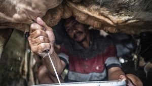 Susu Lokal Kian Didorong, Sektor Peternakan Sapi Perah Mulai Digenjot