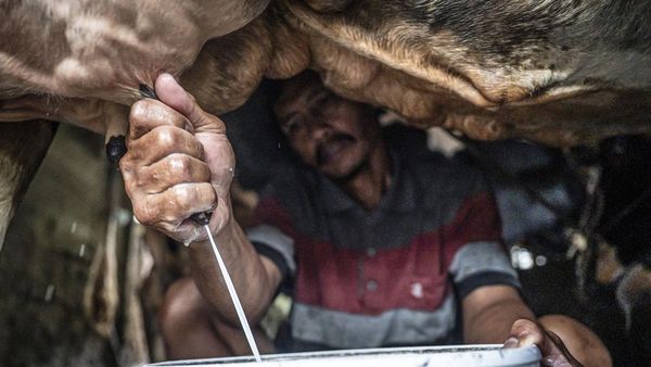 Susu Lokal Kian Didorong, Sektor Peternakan Sapi Perah Mulai Digenjot