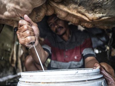 Susu Lokal Kian Didorong, Sektor Peternakan Sapi Perah Mulai Digenjot