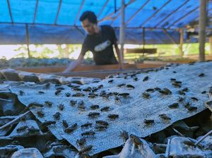 Budi Daya Jangkrik di Depok Kian Menjanjikan, Panen Capai Satu Ton