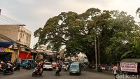 Melihat Pohon Jubleg yang Melegenda di Parung Bogor