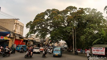 Melihat Pohon Jubleg yang Melegenda di Parung Bogor