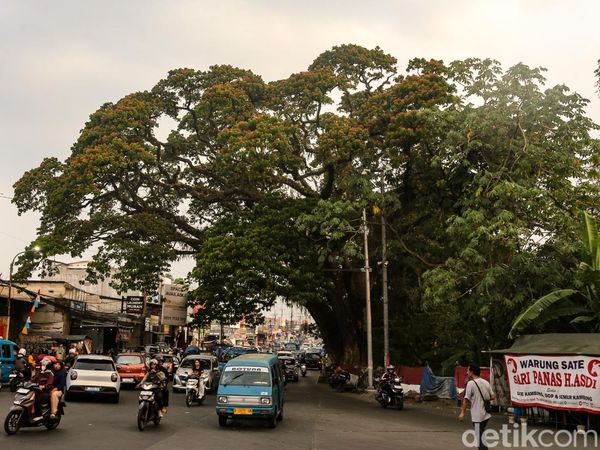 Melihat Pohon Jubleg yang Melegenda di Parung Bogor