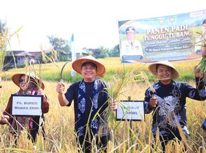 Herman Deru Dorong Produksi-Persingkat Masa Tanam Padi Semende