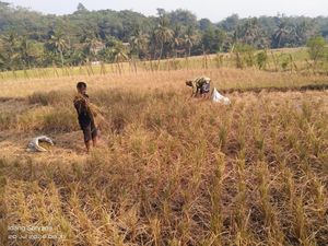 Petani di Cianjur Merugi hingga Terlilit Utang gegara Gagal Panen