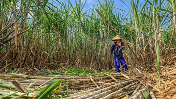 Petani Minta HPP Gula Naik Jadi Rp 16.875/Kg
