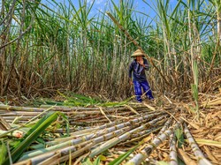 Petani Minta HPP Gula Naik Jadi Rp 16.875/Kg