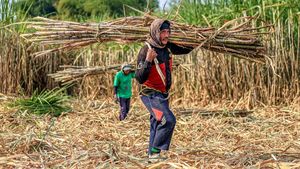 Kejar Swasembada Gula, Peremajaan Tebu Akan Dipercepat