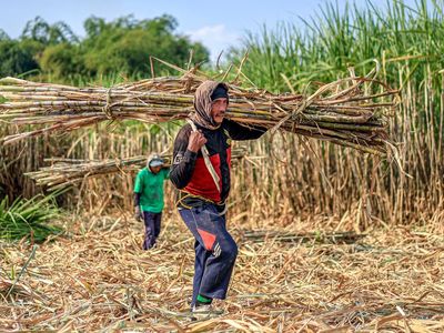 Kejar Swasembada Gula, Peremajaan Tebu Akan Dipercepat