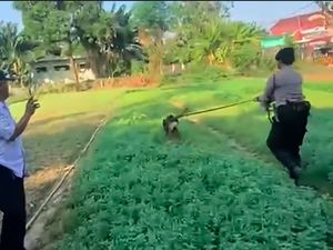 Polisi Cek TKP Kasus Anjing Husky yang Viral Dibacok di Bekasi