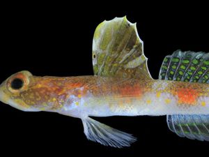 BRIN menemukan spesies baru ikan gobi udang, Tomiyamichthys oriens, di Banyuwangi. Penemuan ini menambah keanekaragaman hayati laut Indonesia
