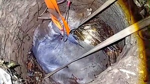 Cara Cerdas Damkar Sukabumi Apungkan Sapi 500 Kg di Sumur Tua