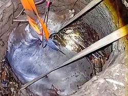 Cara Cerdas Damkar Sukabumi Apungkan Sapi 500 Kg di Sumur Tua