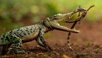 Foto-foto Terbaik HIPA yang Bikin Takjub, Ada dari Indonesia