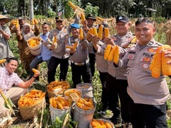 Polsek Bukit Kapur Panen 1 Ton Jagung, Dukung Swasembada Pangan