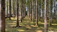 Transformasi Desa Pancawati Menjadi Desa Wisata Unggulan di Kawasan Bogor