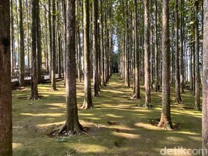 Transformasi Desa Pancawati Menjadi Desa Wisata Unggulan di Kawasan Bogor