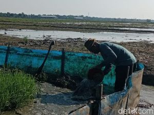 Cara Petani Indramayu Menjaga Sawahnya Tetap Basah Teraliri Air