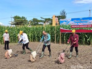 Perkuat Hilirisasi Jagung, Pemkab Jember-UKRI Luncurkan Inkubator Agribisnis