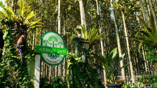 Desa Pancawati Bertransformasi Jadi Destinasi Wisata Unggulan