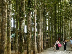 Video: JALAN YUK! Spot Ngadem di Musim Panas: Kebun Jati Pancawati