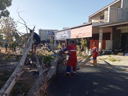 Pohon Tumbang Timpa 3 Pemotor di Karanganyar