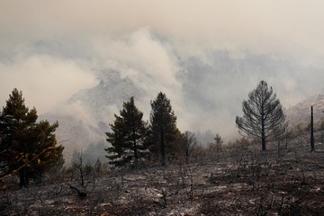 Hutan Spanyol Jadi Gundul Dilalap Kebakaran Terbesar