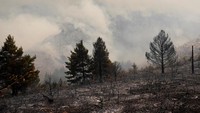 Hutan Spanyol Jadi Gundul Dilalap Kebakaran Terbesar