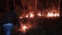 2 Hektare Hutan di Ponorogo Terbakar karena Diduga Dibakar Orang