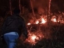2 Hektare Hutan di Ponorogo Terbakar karena Diduga Dibakar Orang