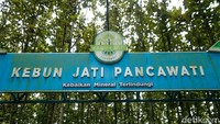 Kebun Jati Cantik di Bogor Ini Cocok buat Healing