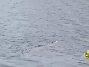 Geger Buaya Sepanjang 3 Meter Muncul di Permukaan Bengawan Solo Gresik
