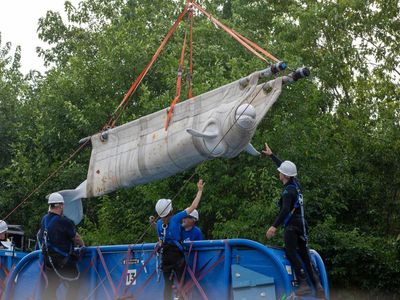 Misi Penyelamatan 30 Paus Beluga Resmi Dimulai