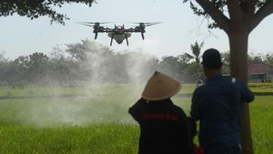 Petani Boyolali Andalkan Drone Lawan Hama Wereng